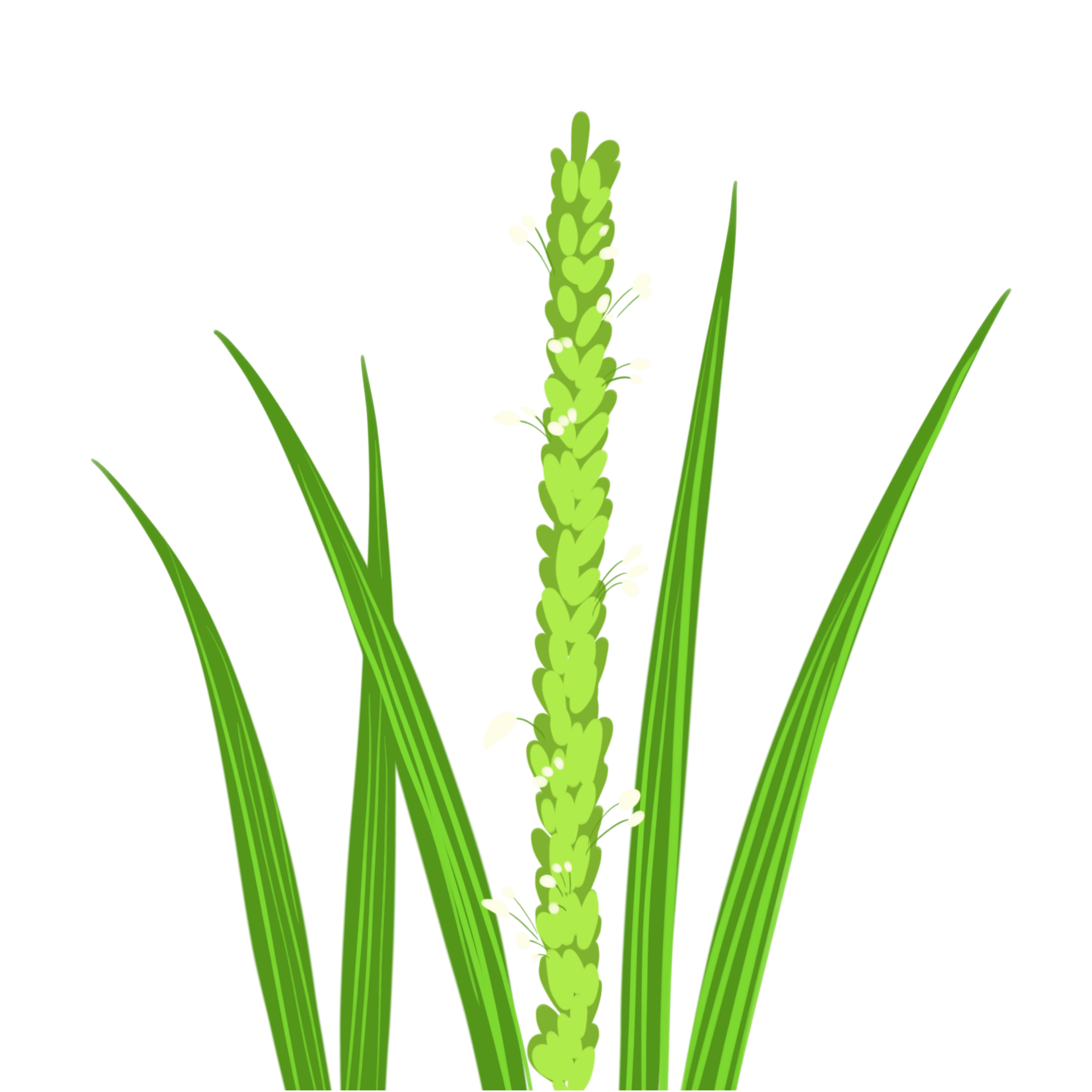 Rice Leaf